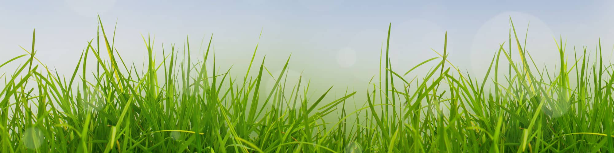 Grass field in Spring
