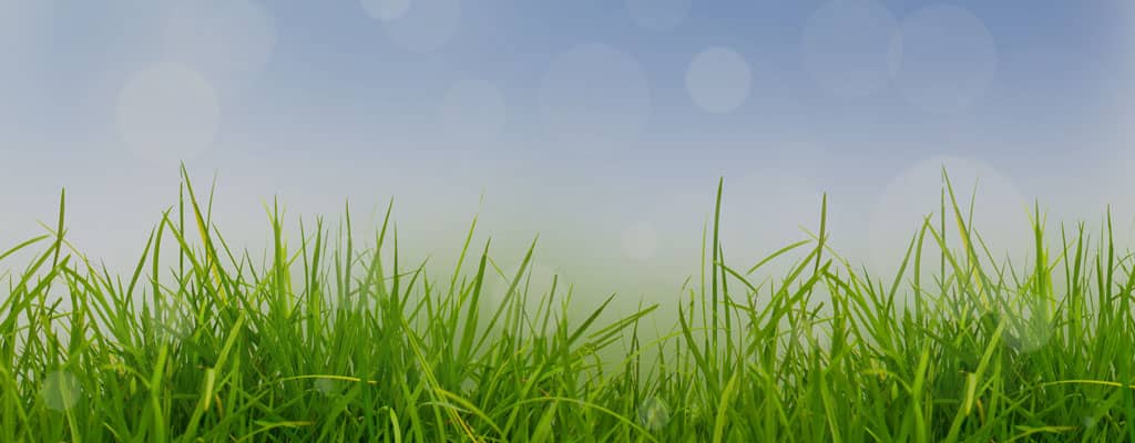 Grass field in Spring