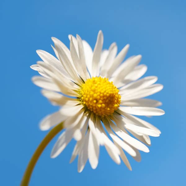Daisy in Spring